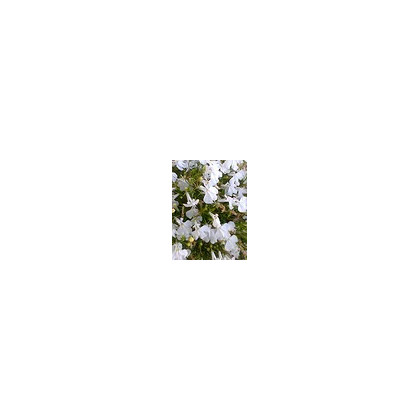 Lobelka drobná nízká směs - Lobelia erinus - osivo lobelky - 1000 ks