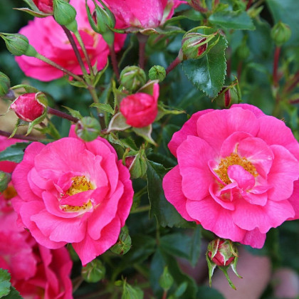 Růže keřová půdokryvná Meintraum - Rosa - prostokořenné sazenice růží