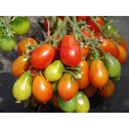 Rajče Radana - Solanum lycopersicum - osivo rajčat - 15 ks