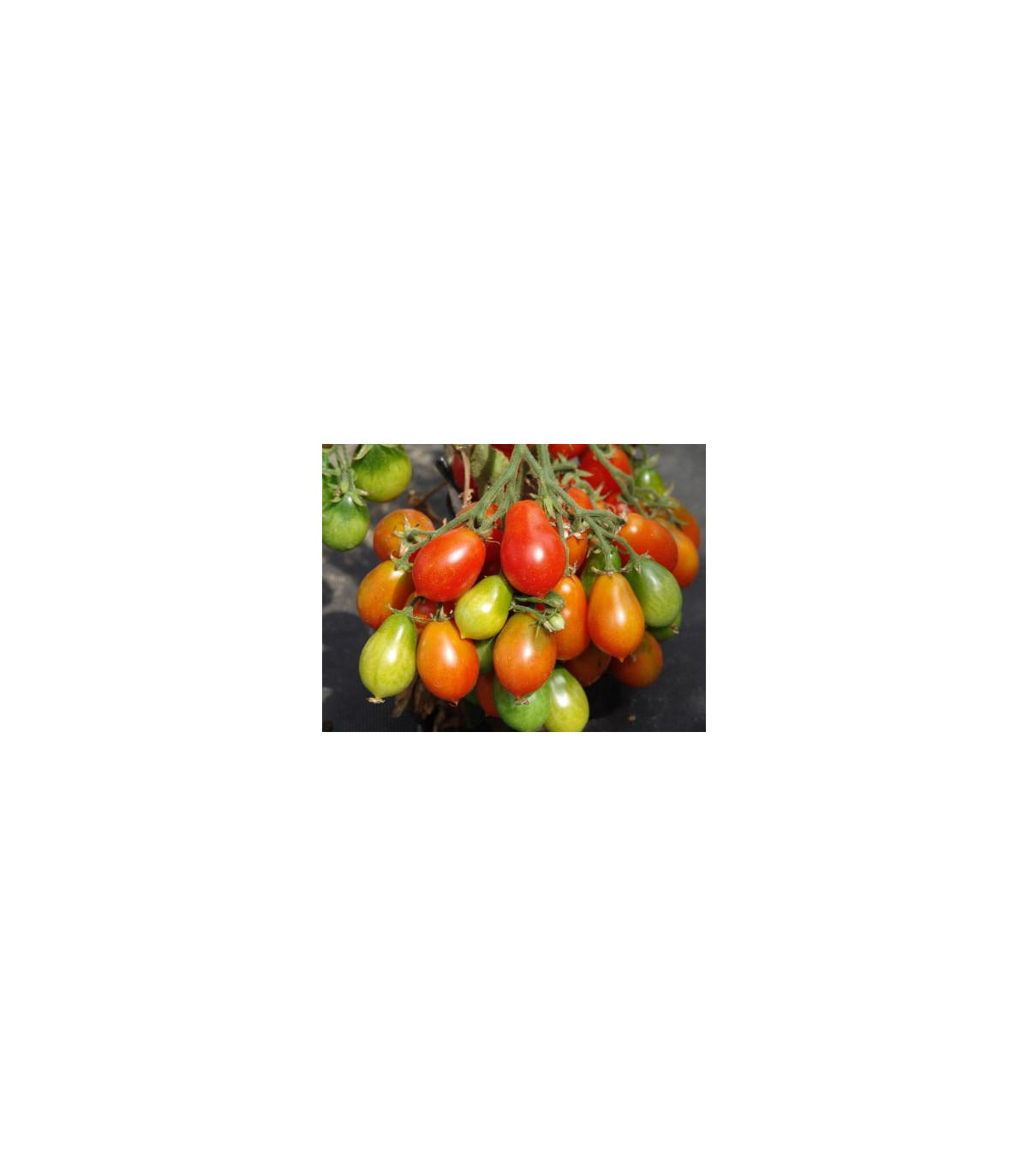 Rajče Radana - Solanum lycopersicum - osivo rajčat - 15 ks