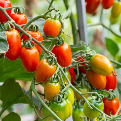 Rajče Eduardo F1 - Solanum lycopersicum - osivo rajčat - 6 ks
