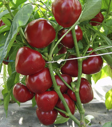 Paprika rajčatová Dumas - Capsicum annuum - osivo papriky - 15 ks