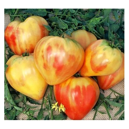 Rajče ruské oranžové - Solanum lycopersicum - osivo rajčat - 6 ks