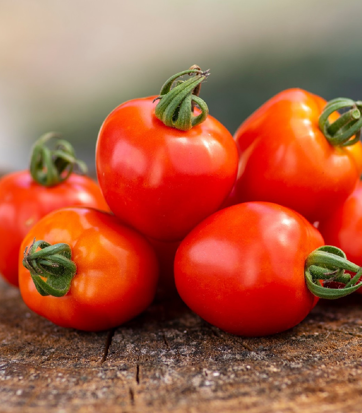 Rajče Jahodo - Solanum lycopersicum - osivo rajčat - 25 ks