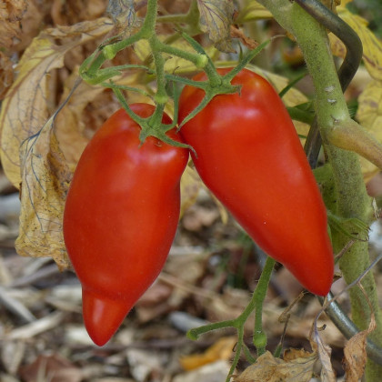 BIO Rajče Andenhorn - Solanum lycopersicum - bio osivo rajčat - 8 ks