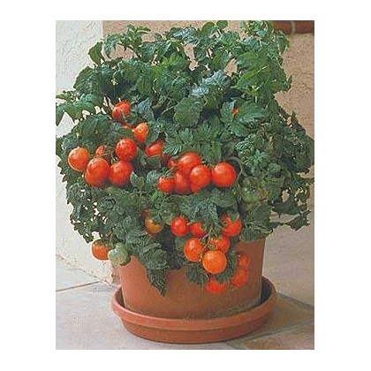 Rajče Patio - Solanum lycopersicum - osivo rajčat - 6 ks