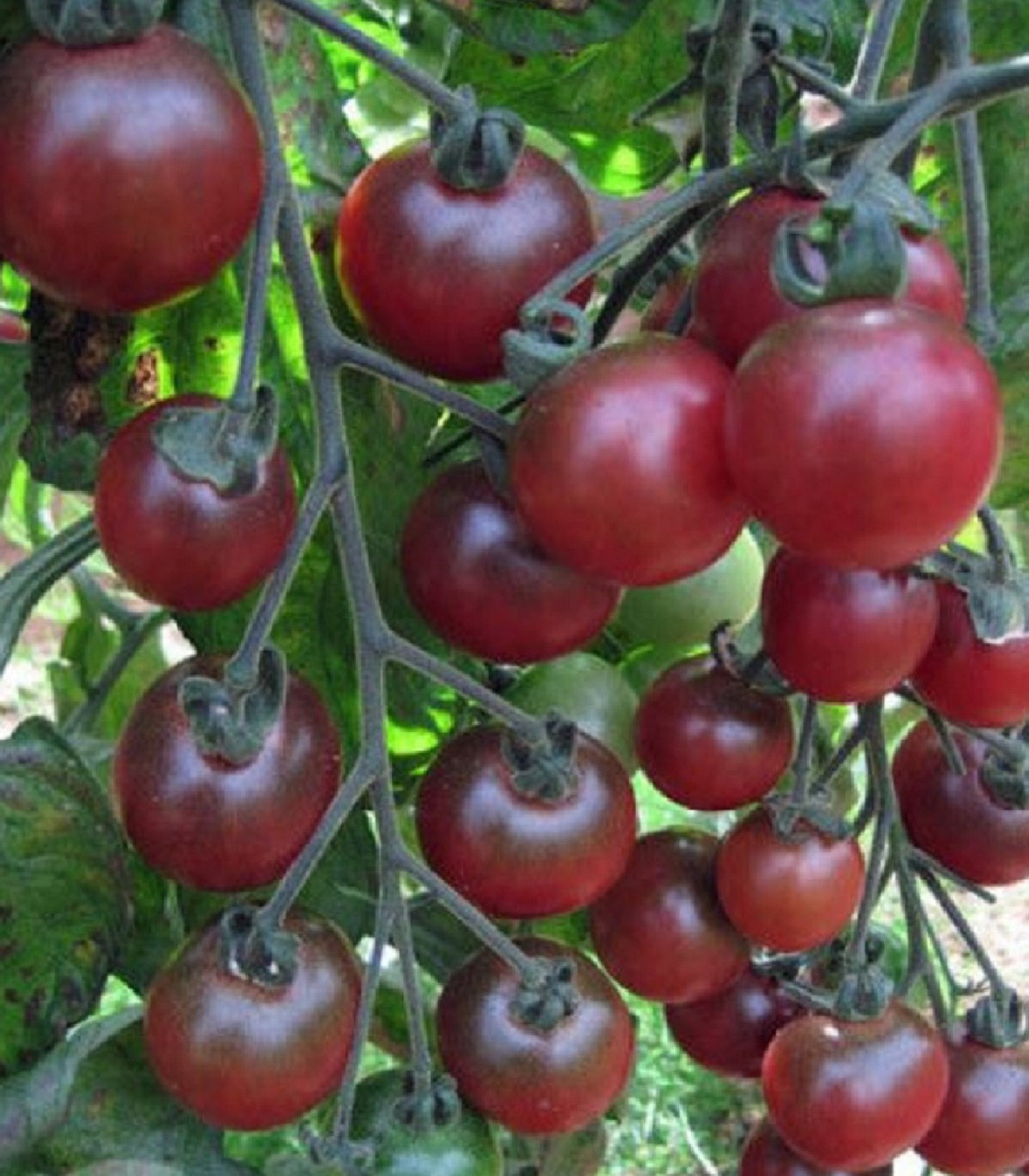 Rajče cherry Rosella - Solanum lycopersicum - osivo rajčat - 6 ks