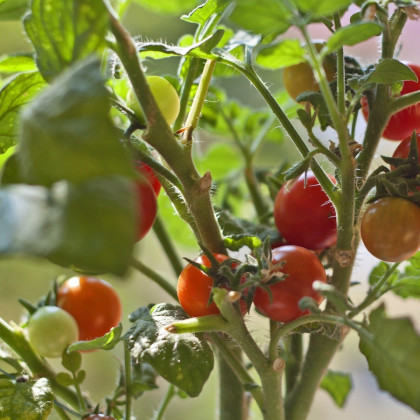 Rajče Mini červené - Solanum lycopersicum - osivo rajčat - 20 ks