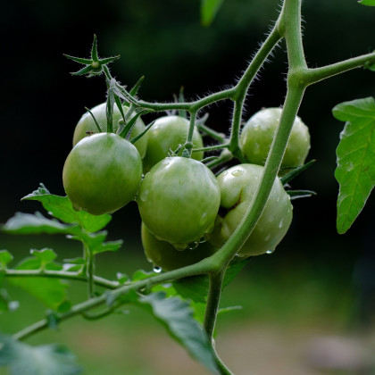 Rajče Limetto F1 - Solanum lycopersicum - osivo rajčat - 5 ks