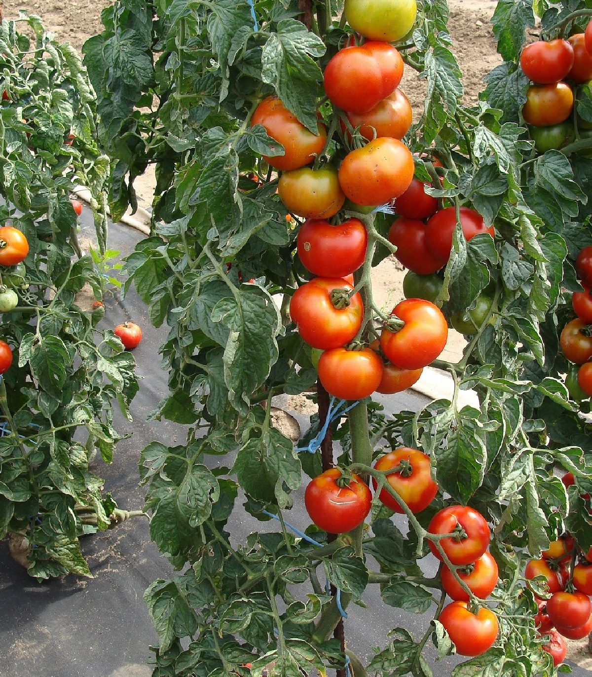 Rajče Start S F1 - Solanum lycopersicum - osivo rajčat - 10 ks