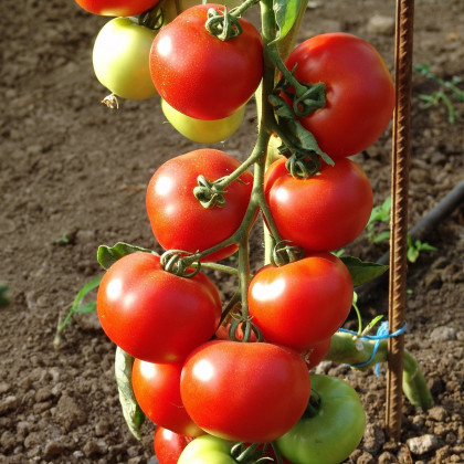 Rajče Dafne F1 - Solanum lycopersicum - osivo rajčat - 12 ks