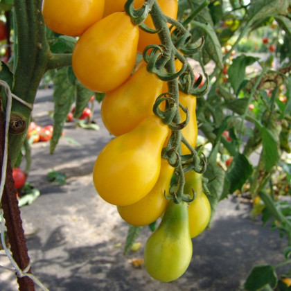 Rajče Perun - Solanum lycopersicum - osivo rajčat - 100 ks