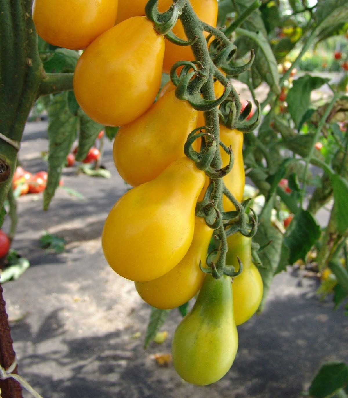 Rajče Perun - Lycopersicon esculentum - osivo rajčat - 100 ks