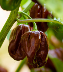 Paprika Sweet Chocolate - Capsicum annuum - osivo papriky - 7 ks