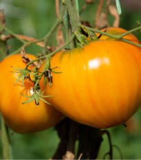 BIO Rajče Heart of Gold - Solanum lycopersicum - bio osivo rajčat- 10 ks