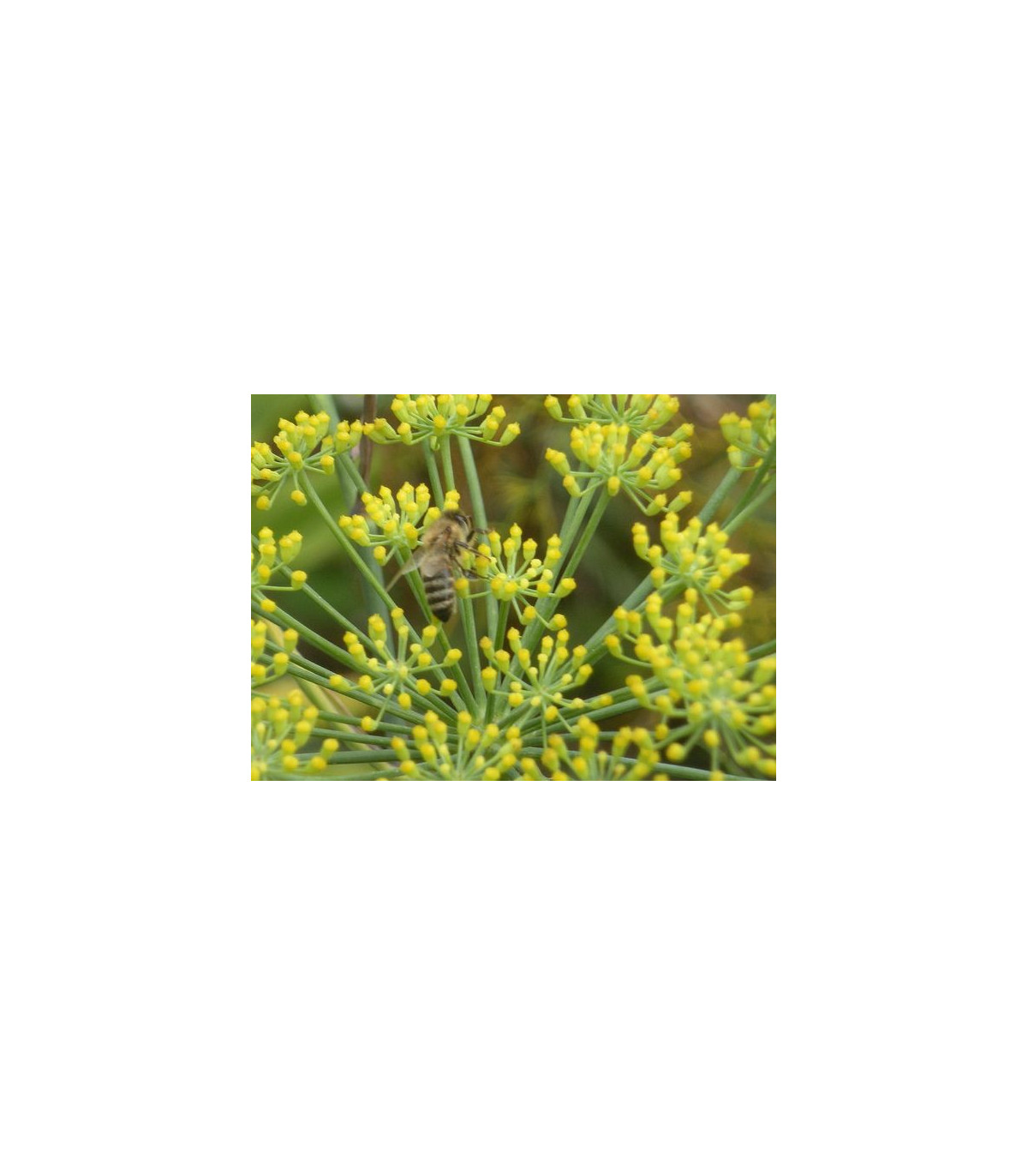 Fenykl obecný - BIO osivo - rostlina Foeniculum vulgare - prodej bio osiva - 2 gr