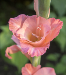 Gladiol Rose Supreme - Gladiolus - hlízy gladiol