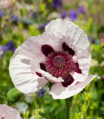 Mák východní Checkers - Papaver orientale - osivo máku - 50 ks