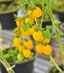 Rajče divoké Murmel žluté - Solanum pimpinellifolium - osivo rajčat - 6 ks