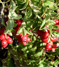 Brusinka červená - Klikva - Vaccinium oxycoccus - sazenice brusnice - 1 ks