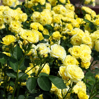 Růže velkokvětá pnoucí žlutá - Rosa - prostokořenná sazenice růže - 1 ks
