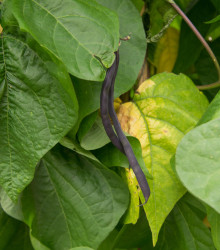 BIO Fazole tyčková Blauhilde - Phaseolus vulgaris - bio osivo fazole - 25 ks