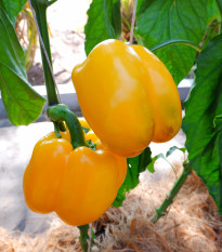 Paprika Snack Yellow - Capsicum annuum - osivo papriky