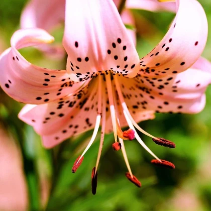 Lilie Pink tiger - Lilium - cibule lilií - 1 ks