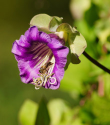 Vilec šplhavý fialový - Cobaea scandens - osivo vilce - 7 ks