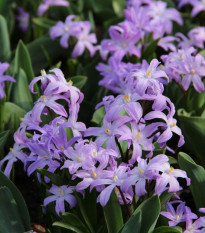 Ladonička Violet Beauty - Chionodoxa luciliae - cibule ladoniček - 5 ks