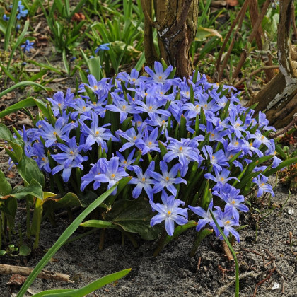 Ladonička bělomodrá - Chionodoxa forbesi blue - cibule ladoniček - 5 ks