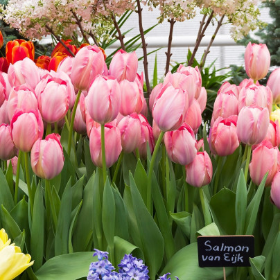 Tulipán Van Eijk - Tulipa - cibule tulipánů - 3 ks