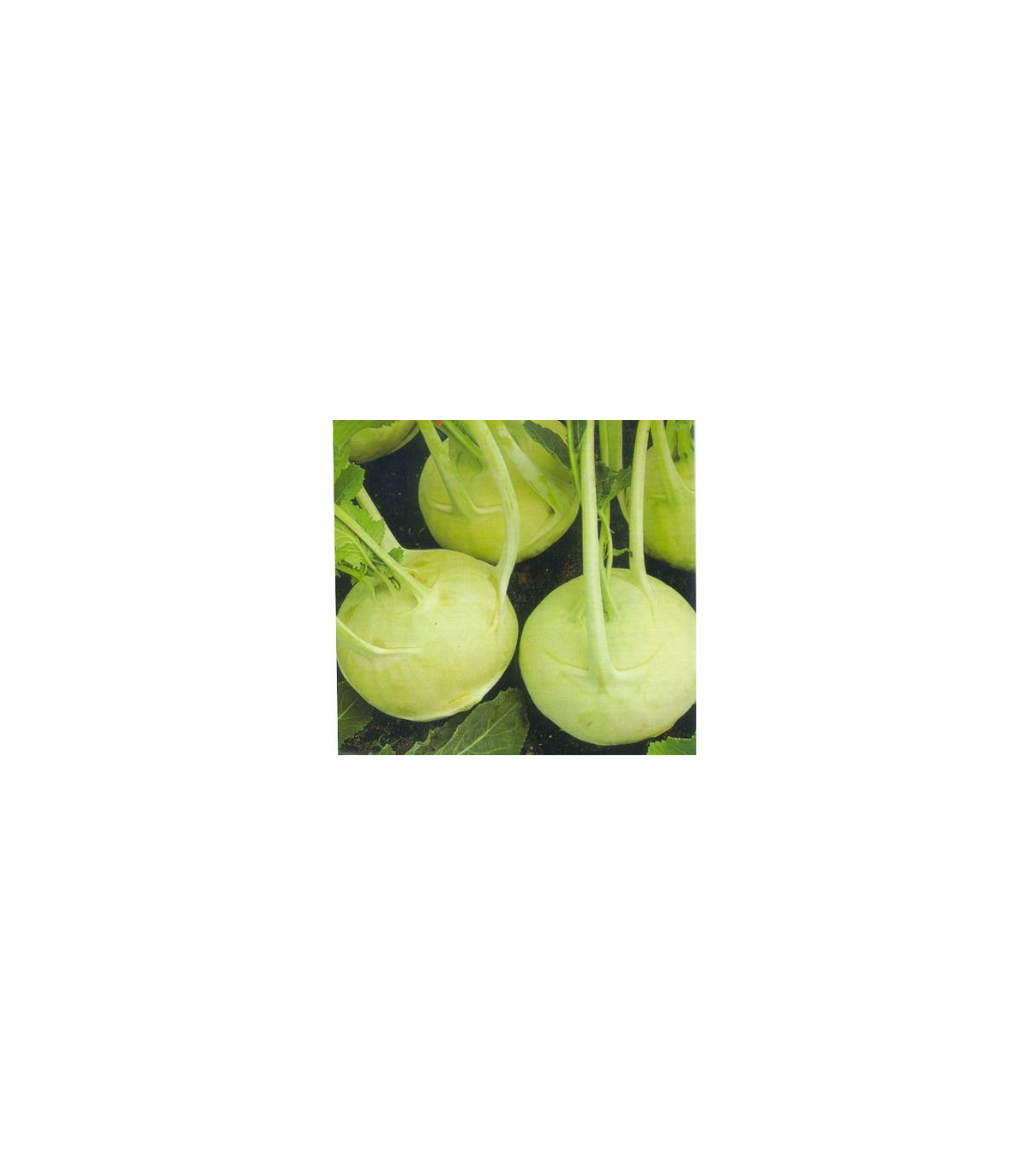 Kedluben extra jemný - Brassica oleracea - osivo kedlubny - 50 ks
