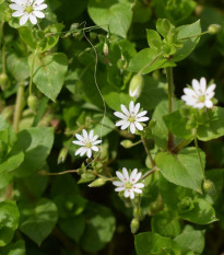 Ptačinec prostřední - Stellaria media - osivo ptačince -  500 ks