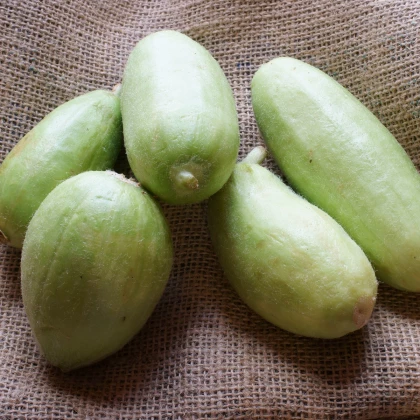 Meloun zeleninový Carosello Baresey - Cucumis flexuosus - osivo melounu - 7 ks