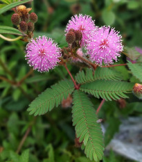 Citlivka stydlivá - Mimóza - Mimosa pudica - osivo citlivky - 5 ks