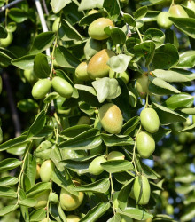 Jojoba - Zimostráz - Simmondsia chinensis - osivo jojoby - 6 ks