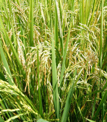 Rýže setá - Oryza sativa - osivo rýže - 12 ks