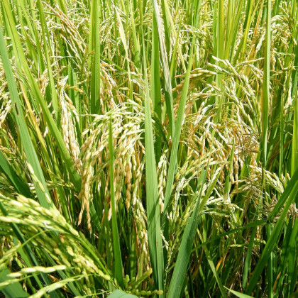 Rýže setá ozdobná - Oryza sativa - osivo rýže - 12 ks