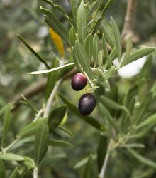 Olivovník evropský - Olea europeae - osivo olivovníku - 5 ks
