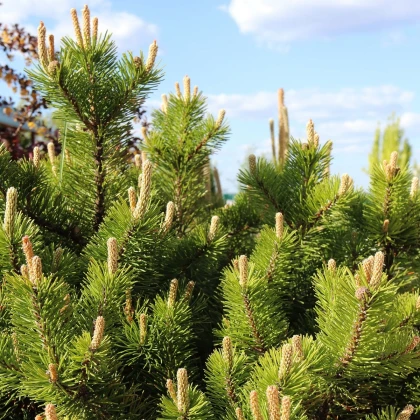 Borovice kleč - Pinus mugo pumilio - osivo borovice - 5 ks