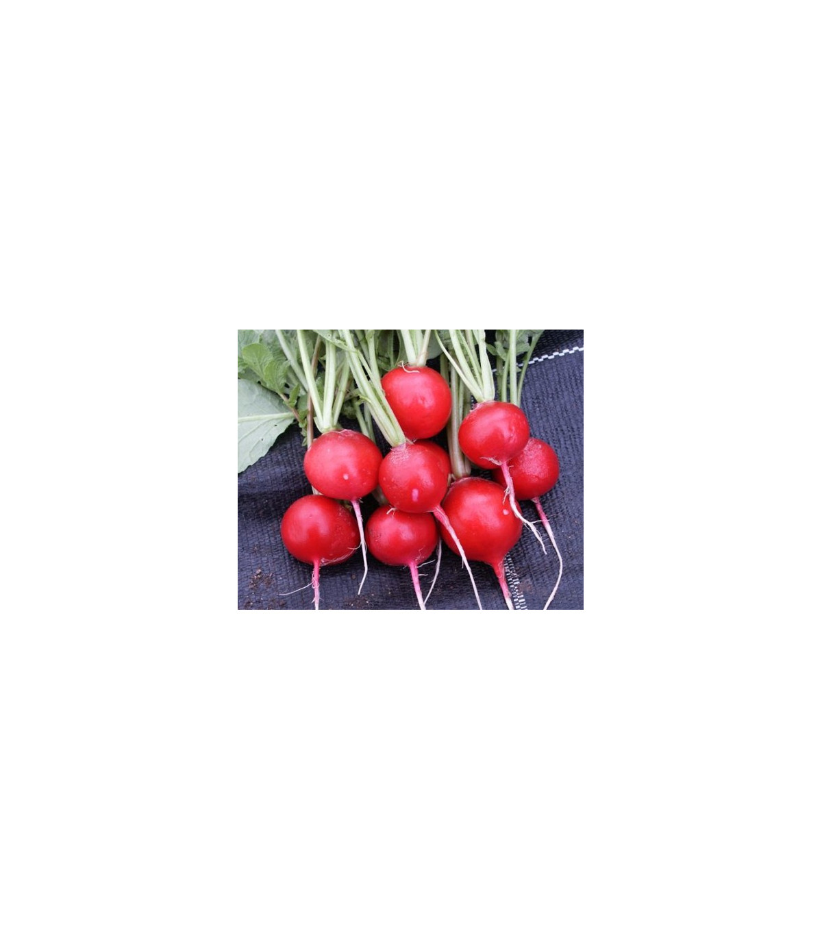 Ředkvička červená kulatá Carnita - Raphanus sativus - osivo ředkvičky - 50 ks