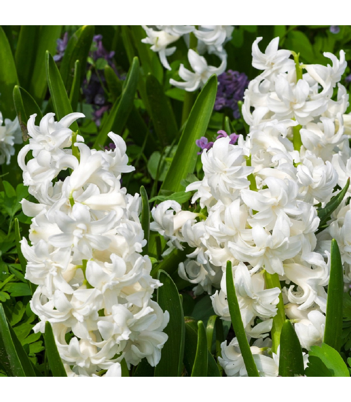 Hyacint plnokvětý Madame Sophie - Hyacinthus - cibule hyacintů - 1 ks