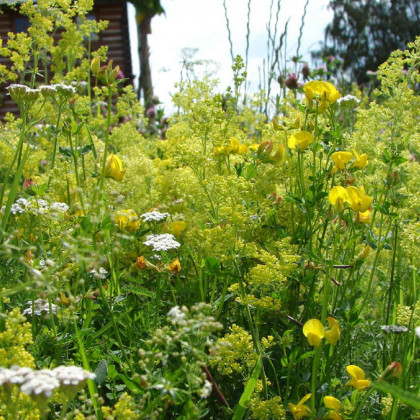 Žlutá louka - osivo Planta Naturalis - směs lučních květin a trav - 50 g