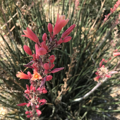 Juka červená - Hesperaloe parviflora - osivo juky - 3 ks