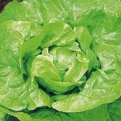 Salát hlávkový k rychlení - Lactuca sativa - osivo salátu - 300 ks
