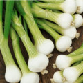 Cibule jarní bílá lahůdková - Allium cepa - osivo cibule - 1 g