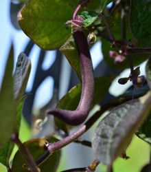 BIO Fazole keříčková Teepee fialová - Phaseolus vulgaris - bio osivo fazole - 20 ks