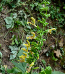 Šalvěj žlutá lepkavá - Salvia glutinosa - osivo šalvěje - 20 ks
