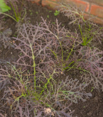 Hořčice Moutarde Rouge Metis - Brassica juncea - osivo hořčice - 100 ks